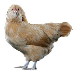Ameraucana Chicken: Breed Profile, Eggs, Height, .